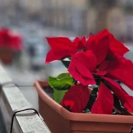 Giulia * Giarre